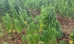 القنّب الهندي