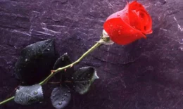 84087-يوم-الورد-الاحمر-(3) عيد الحب