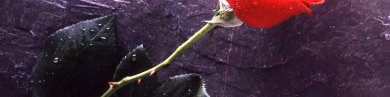 84087-يوم-الورد-الاحمر-(3) عيد الحب
